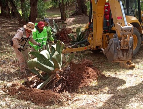 Continúan trabajos de modernización del Parque de la Plata, inicia plan de reforestación